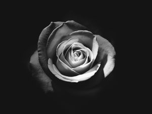Preview wallpaper rose, bud, petals, black and white