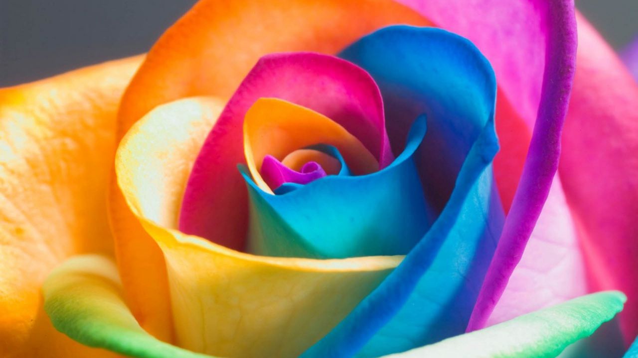 Wallpaper rose, bud, petals, colorful