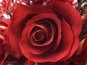 Preview wallpaper rose, bud, petals, red