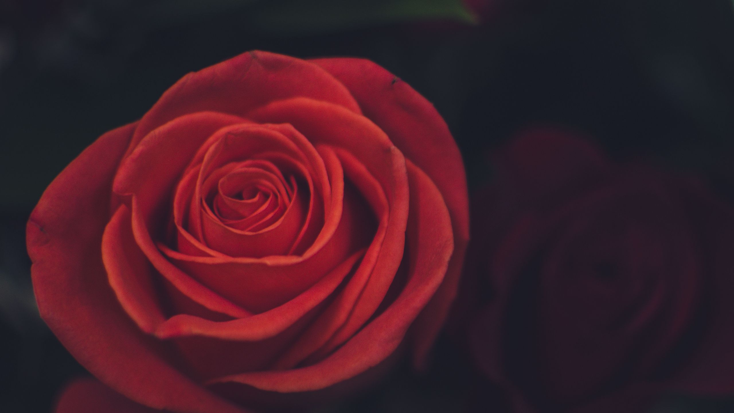 Download wallpaper 2560x1440 rose, bud, petals, red widescreen 169 hd