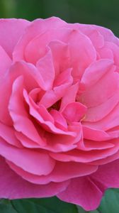 Preview wallpaper rose, bud, pink, petals
