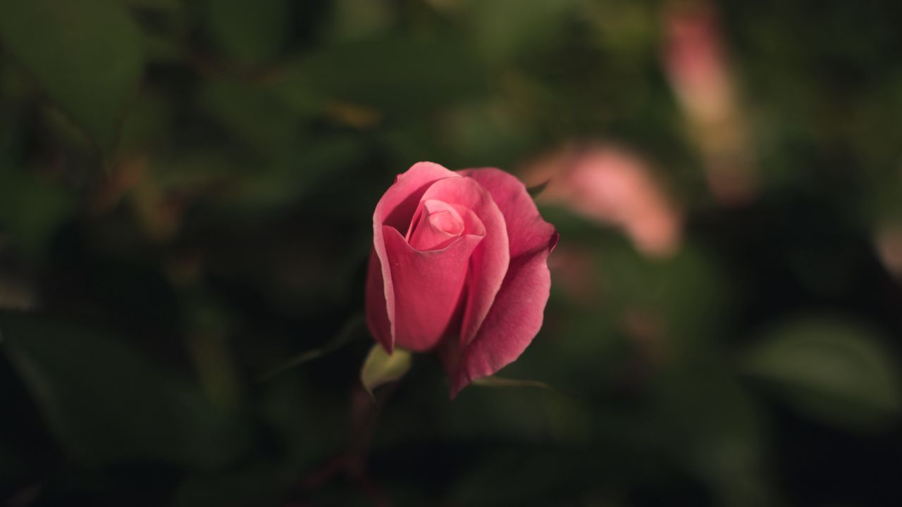 Wallpaper rose, bud, pink, blur