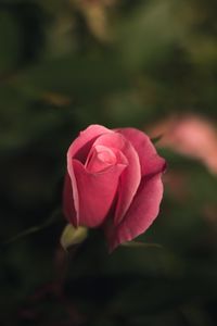 Preview wallpaper rose, bud, pink, blur