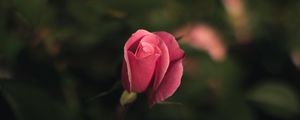 Preview wallpaper rose, bud, pink, blur