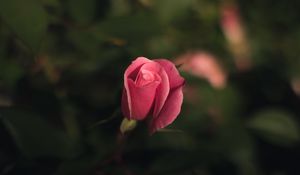 Preview wallpaper rose, bud, pink, blur