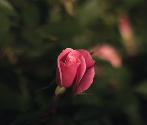 Preview wallpaper rose, bud, pink, blur