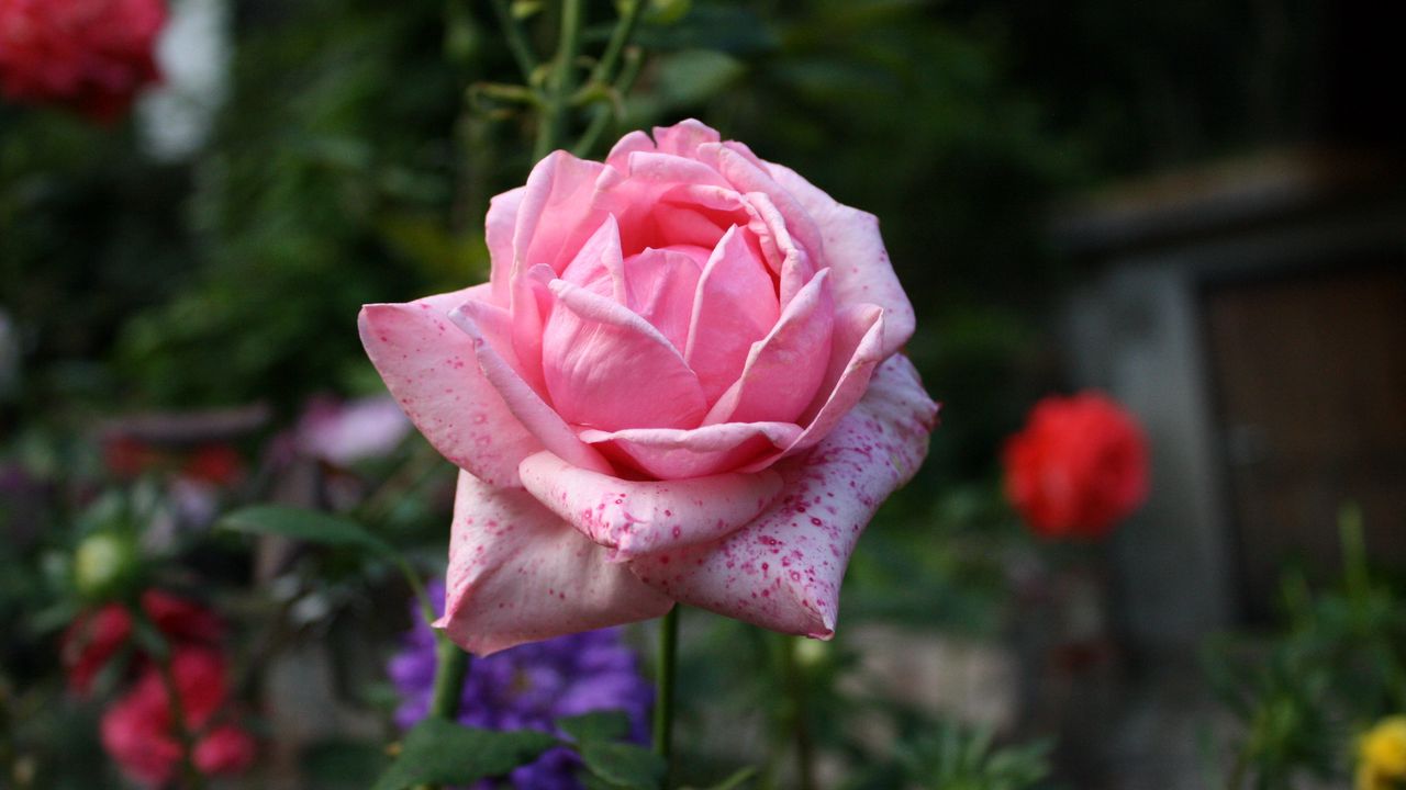Wallpaper rose, bud, pink, petals