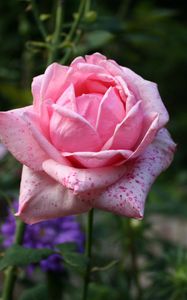 Preview wallpaper rose, bud, pink, petals