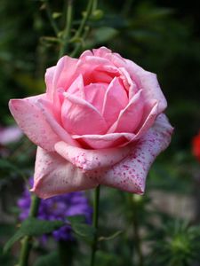 Preview wallpaper rose, bud, pink, petals