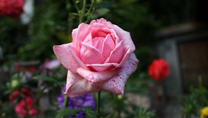 Preview wallpaper rose, bud, pink, petals