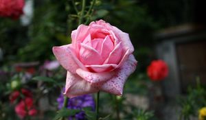 Preview wallpaper rose, bud, pink, petals