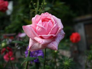 Preview wallpaper rose, bud, pink, petals