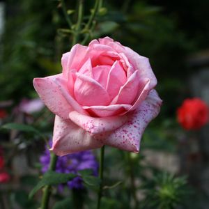 Preview wallpaper rose, bud, pink, petals