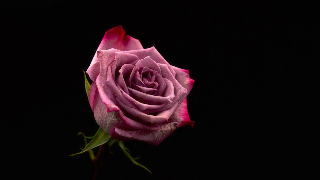 Wallpaper rose, bud, pink, dark background