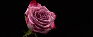 Preview wallpaper rose, bud, pink, dark background