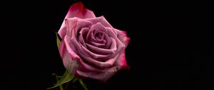 Preview wallpaper rose, bud, pink, dark background