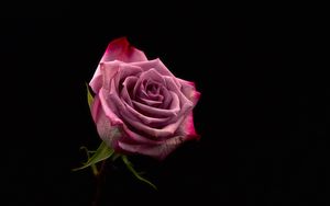 Preview wallpaper rose, bud, pink, dark background