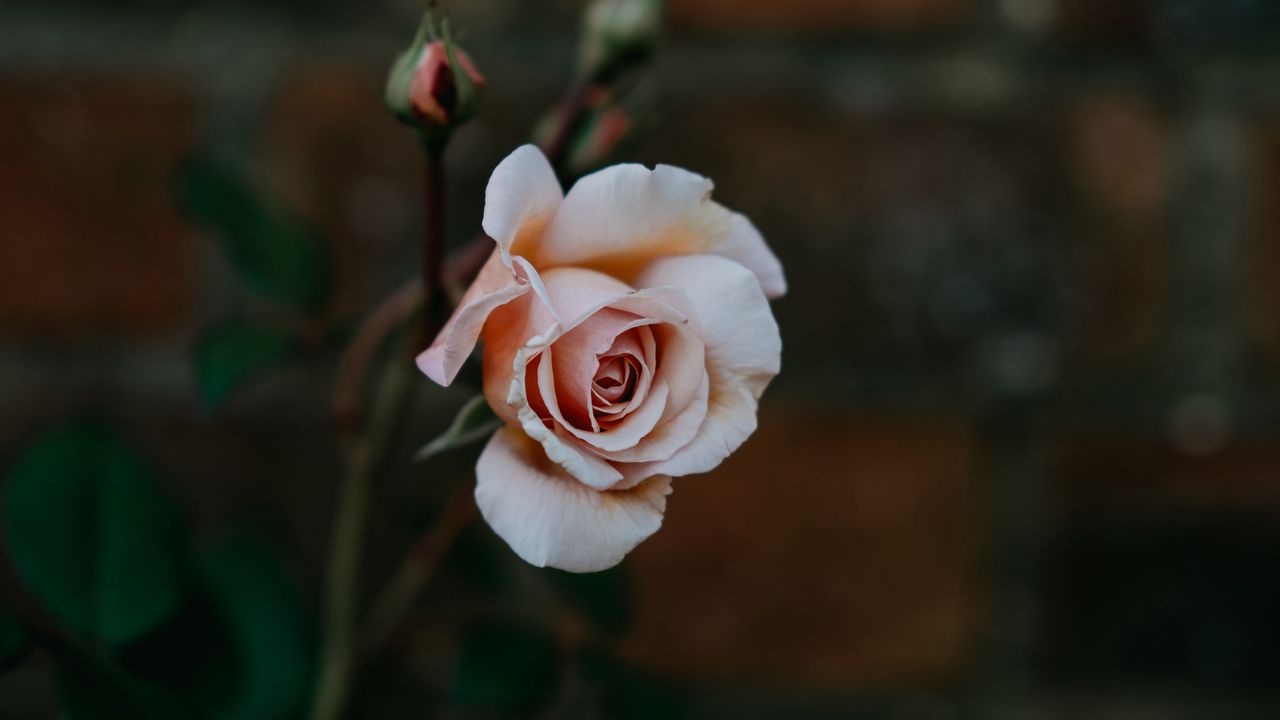 Wallpaper rose, bud, pink, petals, blur