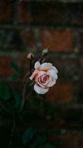 Preview wallpaper rose, bud, pink, petals, blur
