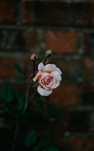 Preview wallpaper rose, bud, pink, petals, blur
