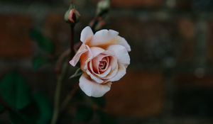 Preview wallpaper rose, bud, pink, petals, blur
