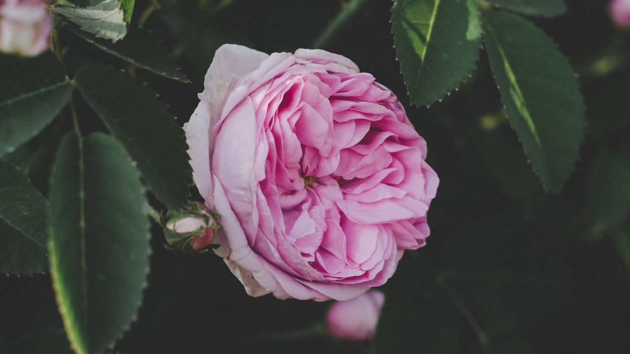 Wallpaper rose, bud, pink, flower, garden, leaves