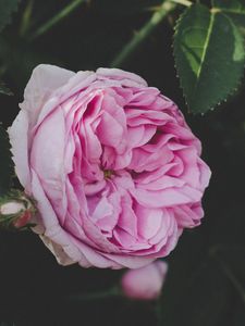 Preview wallpaper rose, bud, pink, flower, garden, leaves