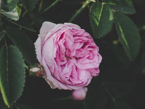 Preview wallpaper rose, bud, pink, flower, garden, leaves