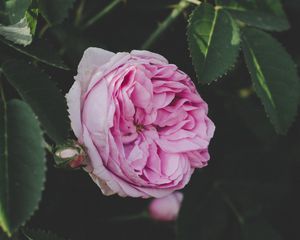 Preview wallpaper rose, bud, pink, flower, garden, leaves