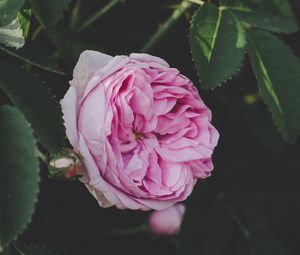 Preview wallpaper rose, bud, pink, flower, garden, leaves