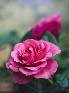 Preview wallpaper rose, bud, pink, bloom, flower, garden