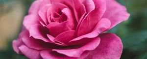 Preview wallpaper rose, bud, pink, bloom, flower, garden