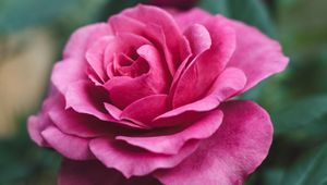 Preview wallpaper rose, bud, pink, bloom, flower, garden