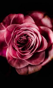 Preview wallpaper rose, bud, pink, dark background, petals, flower, bloom