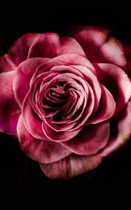 Preview wallpaper rose, bud, pink, dark background, petals, flower, bloom