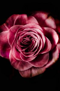 Preview wallpaper rose, bud, pink, dark background, petals, flower, bloom