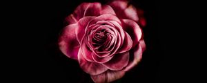 Preview wallpaper rose, bud, pink, dark background, petals, flower, bloom