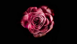 Preview wallpaper rose, bud, pink, dark background, petals, flower, bloom