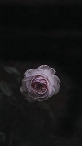 Preview wallpaper rose, bud, pink, blur, garden