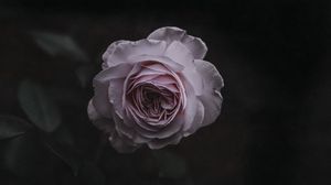 Preview wallpaper rose, bud, pink, blur, garden