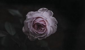 Preview wallpaper rose, bud, pink, blur, garden