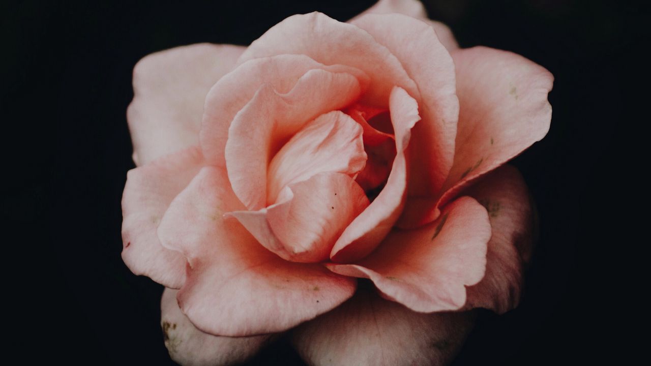 Wallpaper rose, bud, pink, dark background, petals