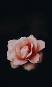 Preview wallpaper rose, bud, pink, dark background, petals