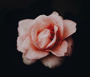 Preview wallpaper rose, bud, pink, dark background, petals