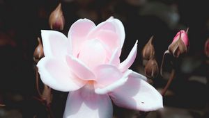 Preview wallpaper rose, bud, pink, petals, bush, bloom