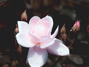 Preview wallpaper rose, bud, pink, petals, bush, bloom