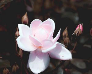 Preview wallpaper rose, bud, pink, petals, bush, bloom