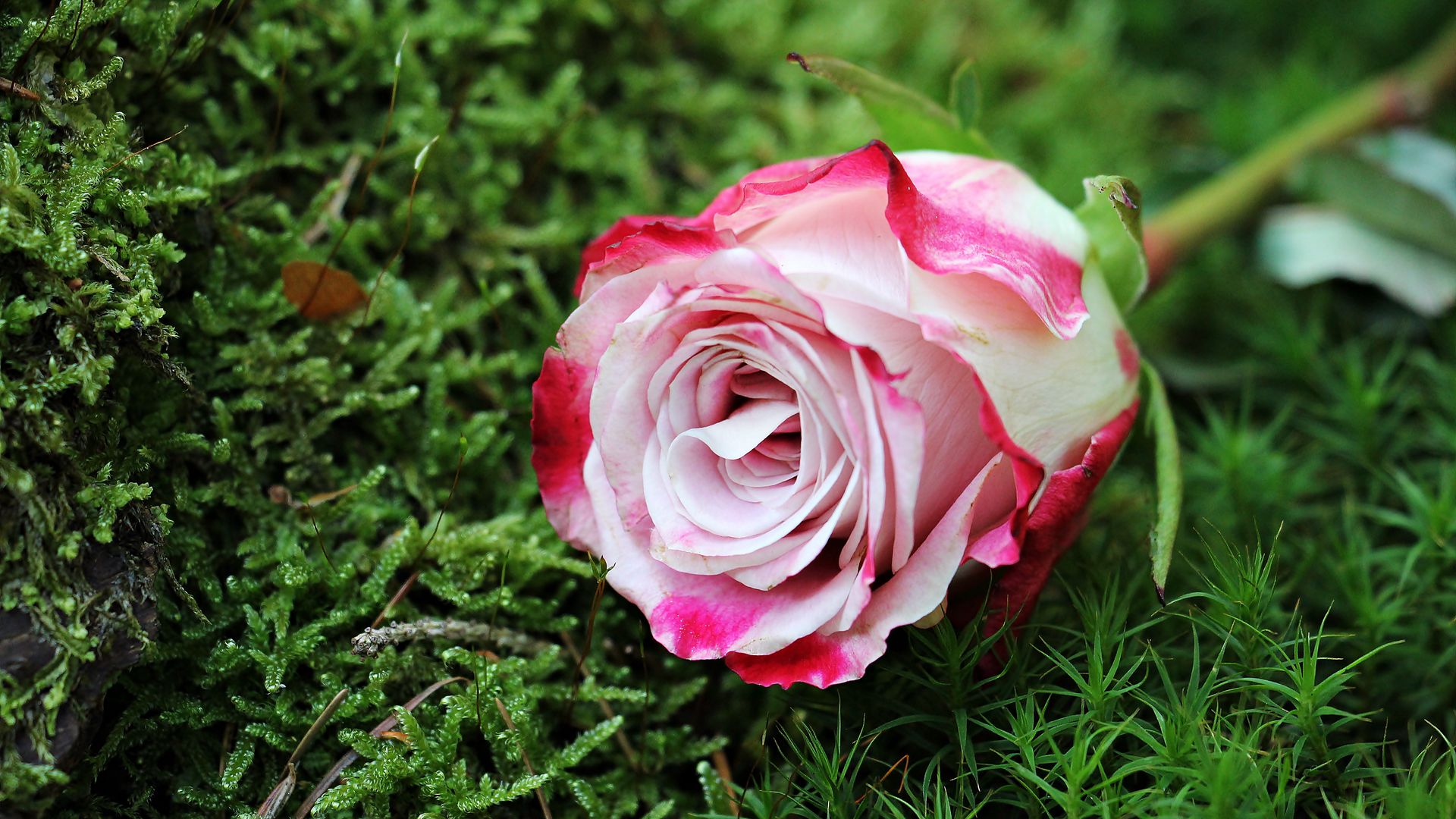 Download wallpaper 1920x1080 rose, bud, pink, grass full hd, hdtv, fhd