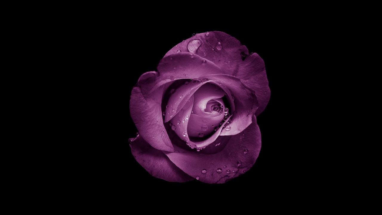 Wallpaper rose, bud, purple, drops, flower