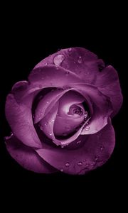 Preview wallpaper rose, bud, purple, drops, flower